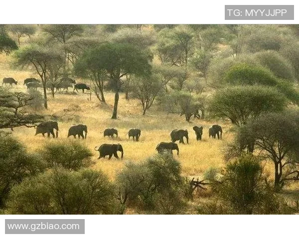 N龙勇士迎战河内水牛展开激烈较量争夺胜利荣耀与未来希望 N龙勇士迎战河内水牛展开激烈较量争夺胜利荣耀与未来希望